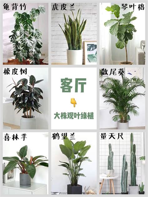 室內闊葉植物|室內闊葉綠植種類推薦